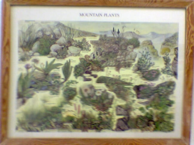 "Mauntain Plants", 