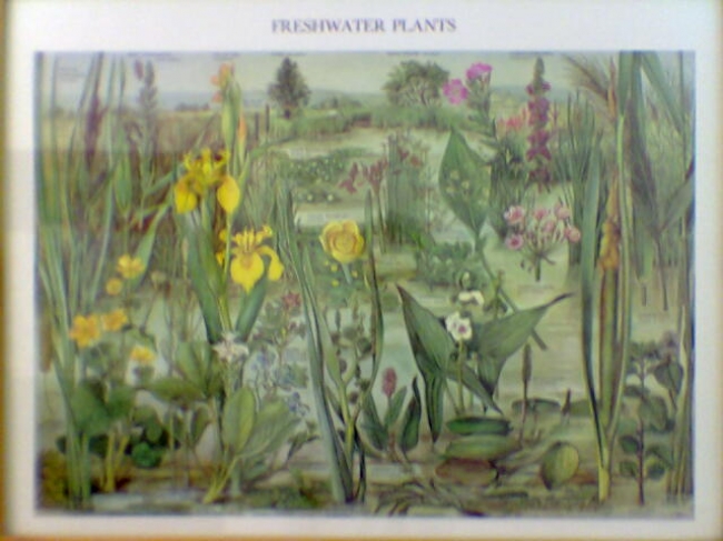 "Freshwater plants", 