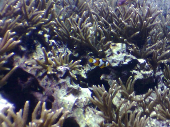 Clownfish, Clownfisch, in der Nacht der Museen im Aquazoo