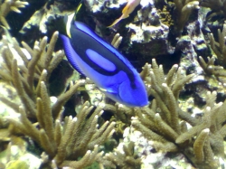 Blauer Fisch