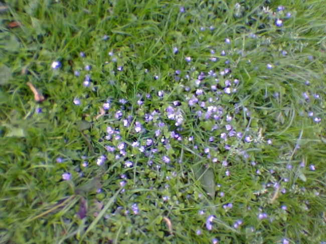 Am Rhein, Blumen auf der Wiese, 