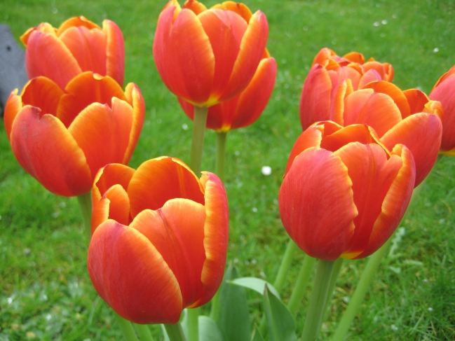 Tulpe, 