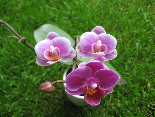 Orchidee, 