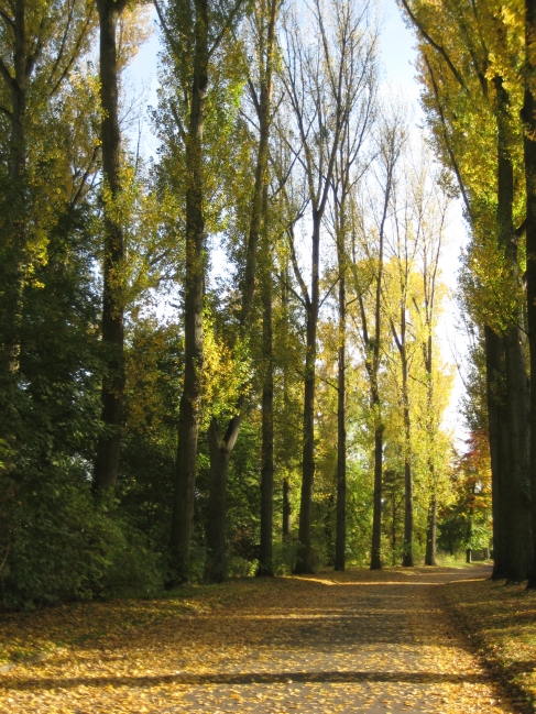 Waldweg, 