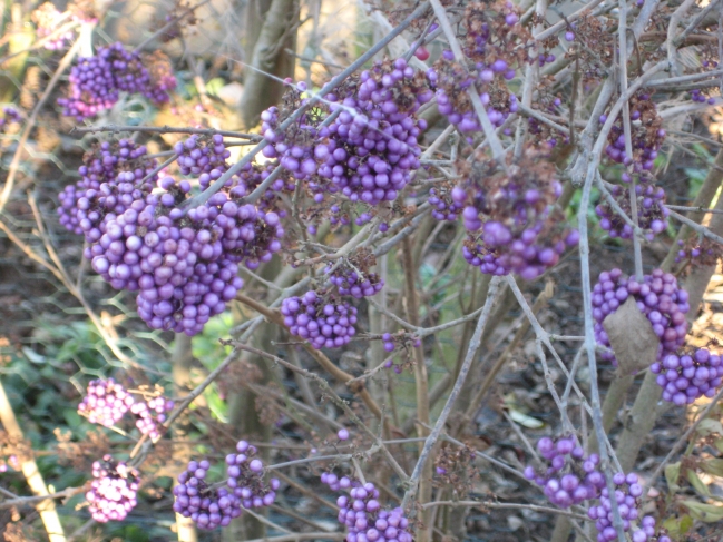 Violette Vogelbeeren, 