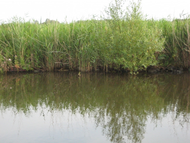 Grass on the canal bank, 