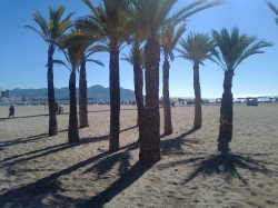 Palms on the beach