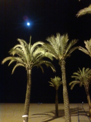 Palms at night