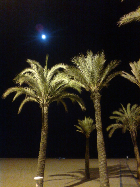 Palms at night, 