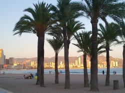 Palms at magic hour