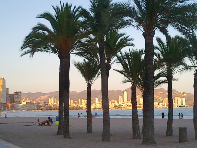 Palms at magic hour, 