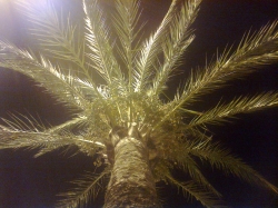 Palm