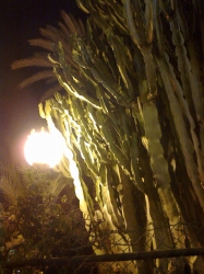 Giant cactus at night