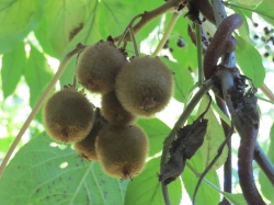 Kiwis