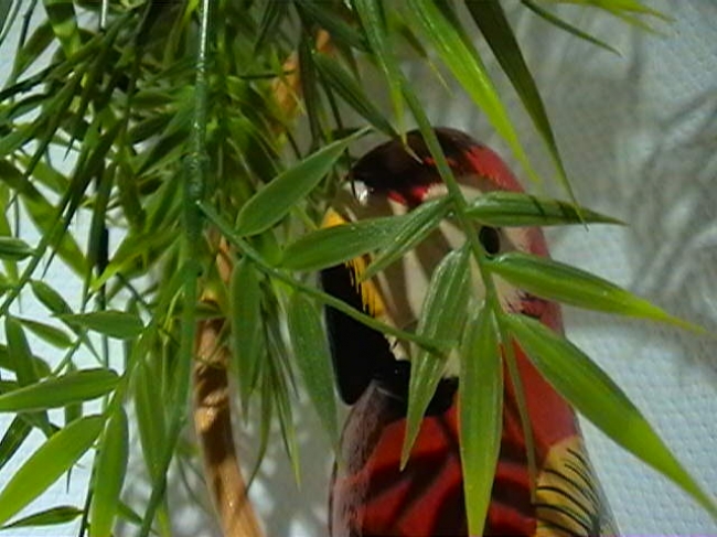 Wood parrot, 